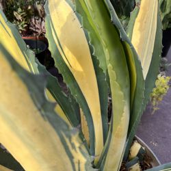 Maguey 