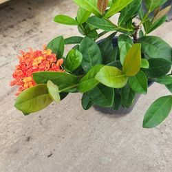 Ixoras Plants 1gallon Oranges In Yellow 