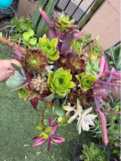 Beautiful Succulent