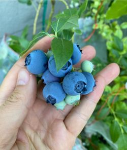 Blueberry plants