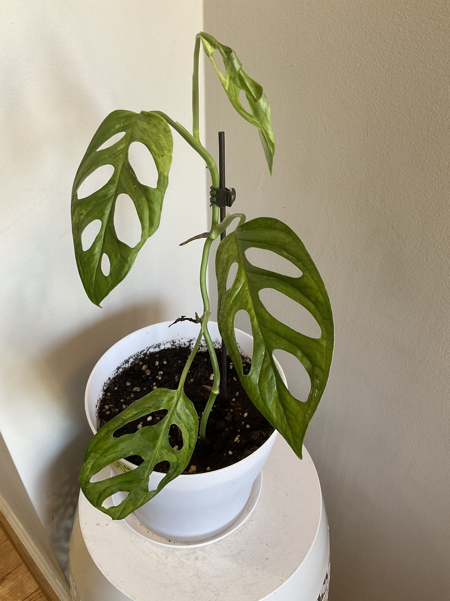 Beautiful And Healthy Monstera Adansonii Variegated Indo “A”