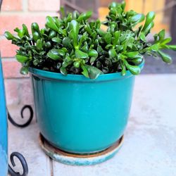 Sacculent Plant Shrek Ears In Ceramic Pot....Planta Sacculenta Orejas De Shrek En Maceta De Ceramica 