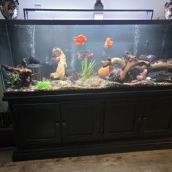 Aquarium, Stand, and Filter.