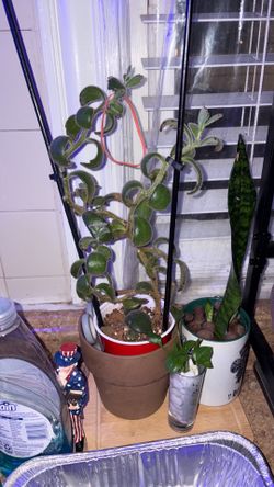 Big Succulent
