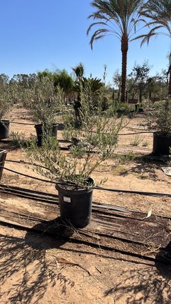 Olive trees
