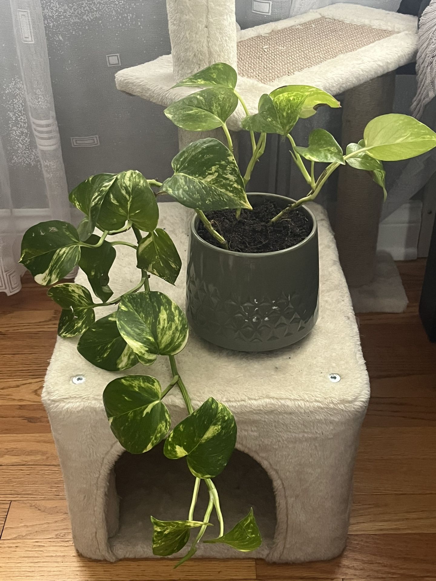 Golden Pothos