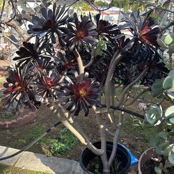 Large-mature Succulent Plant-Irish Rose Black Rose