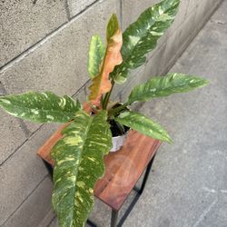 Philodendron Ring Of Fire