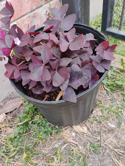 Oxalis  Triangularis Plant 