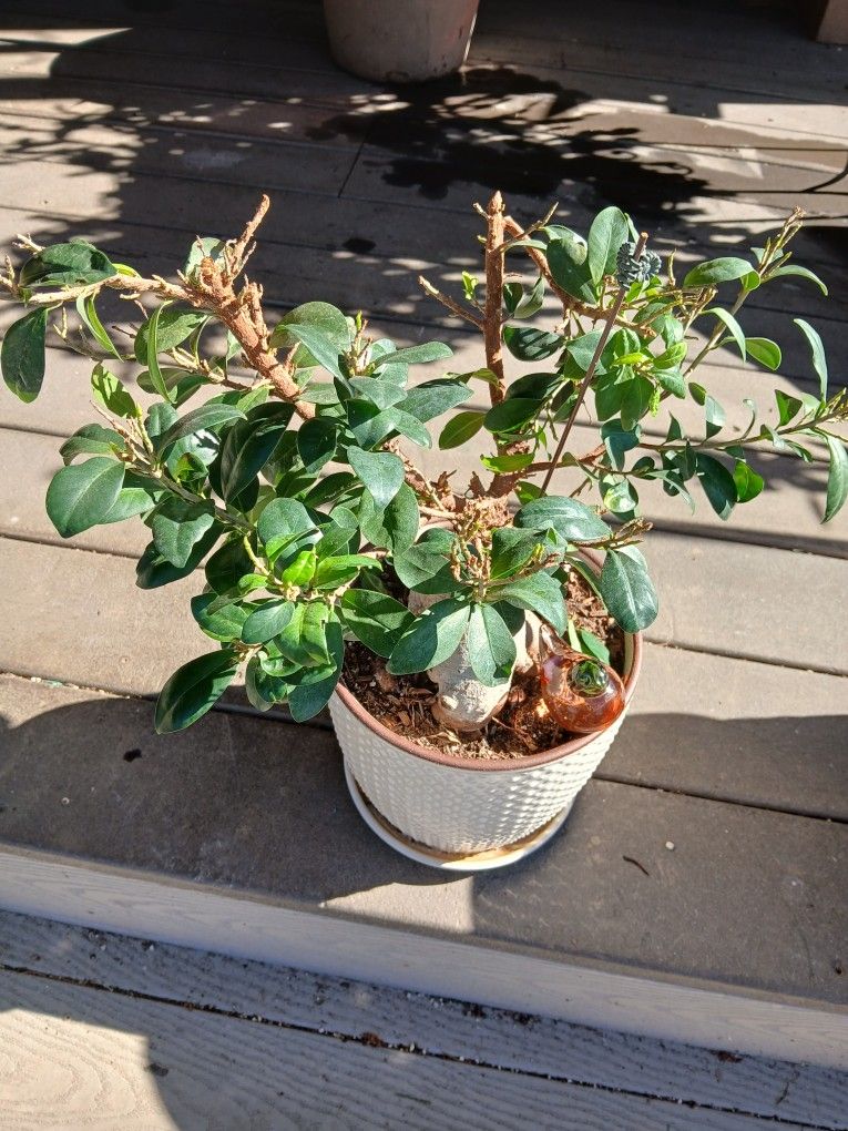 LOVELY PLANT πβ€οΈπ»π/////OLD////