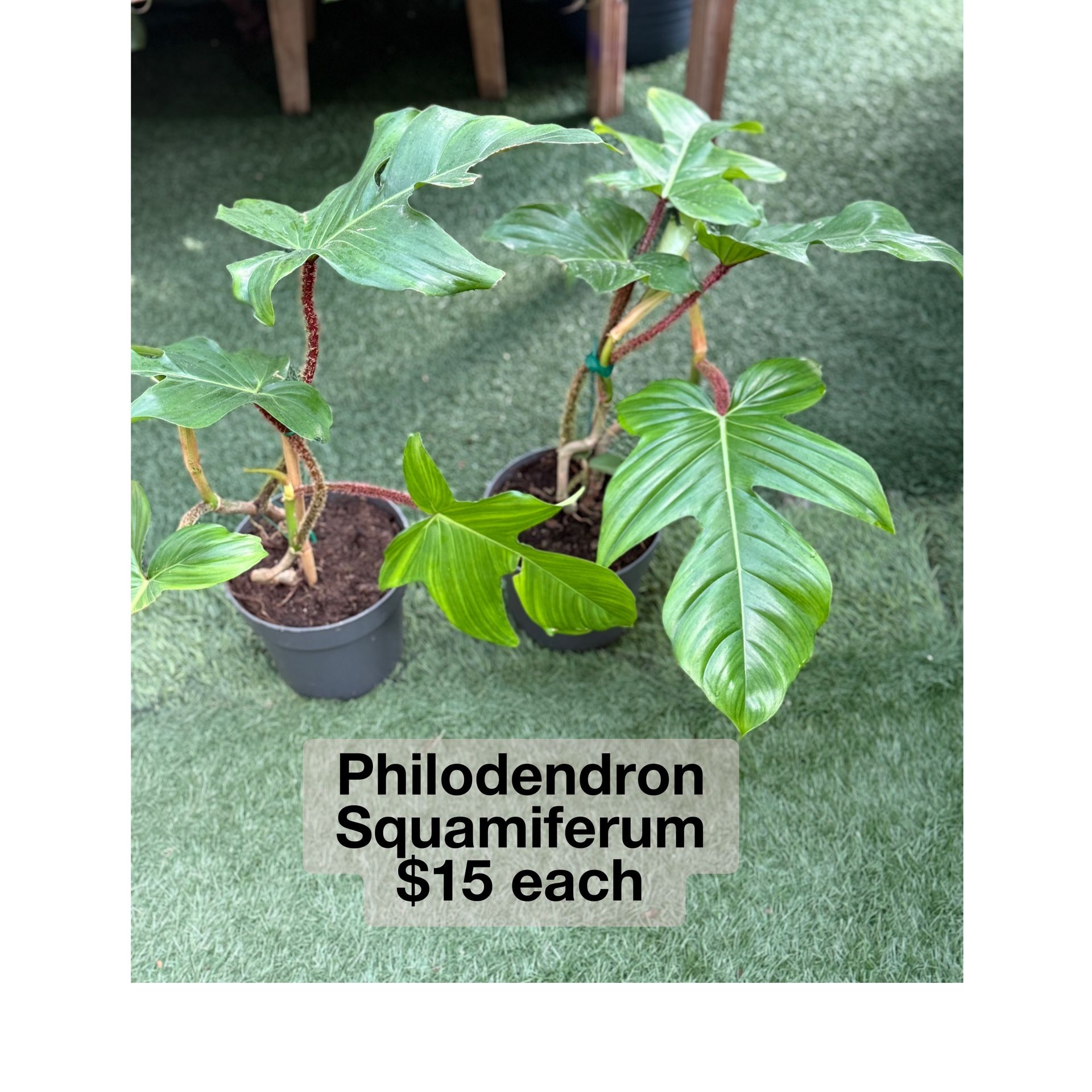 Plants (6”pot🌿Philodendron Squamiferum $15 ea)