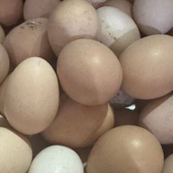 Bantam Chicken Eggs