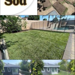 Fresh Sod $3 Per Sq/ Ft