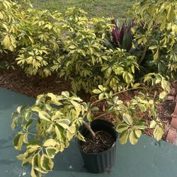 Schefflera arboricola In Large Pot 