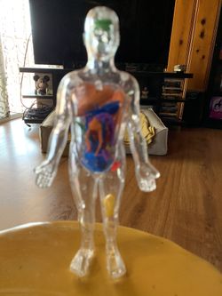 Plastic Human Body Model with Internal Organs