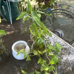 Plantas y Bambú