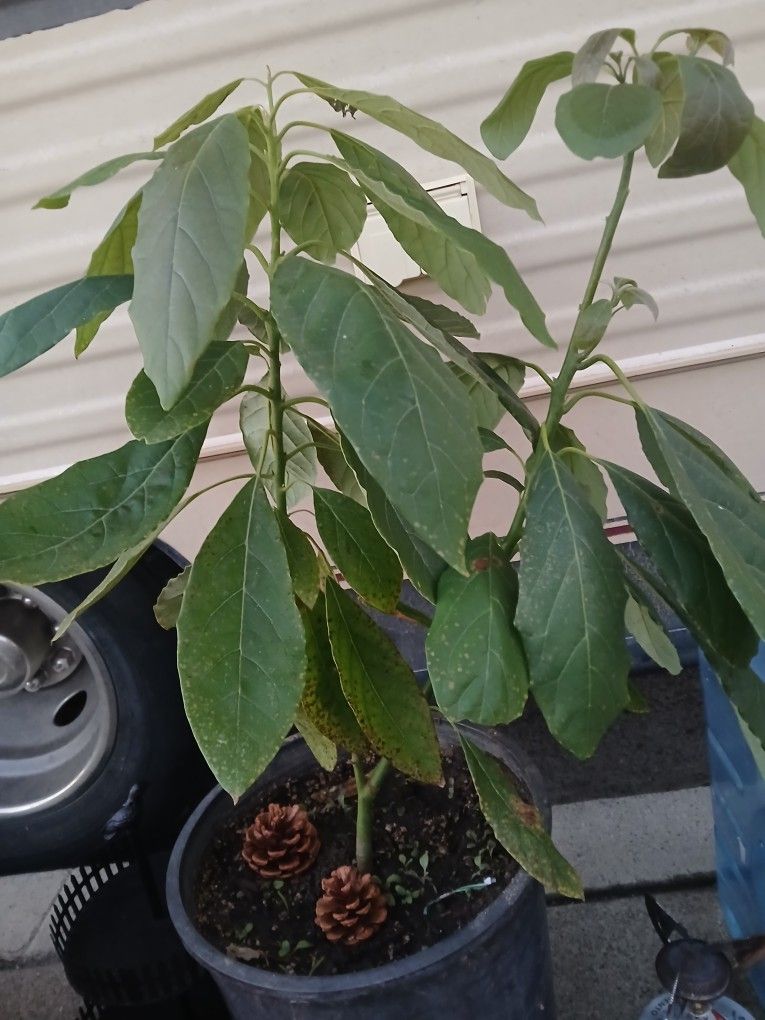 Small Avacado Treeling