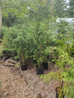 1 To 9 Foot Western Red Cedar Trees - $5 Per Foot