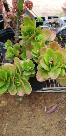 Calanchoe plant