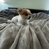 Sue
