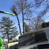tree man