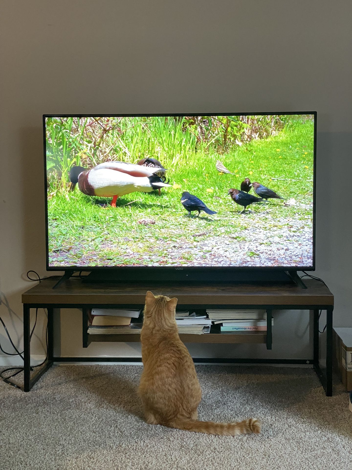 50in Vizio Smart TV