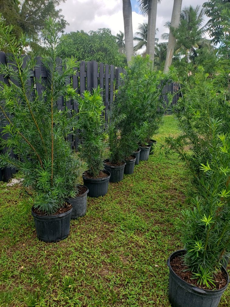 Podocarpus - 16 (7 gallons pot) (Plantation FL)