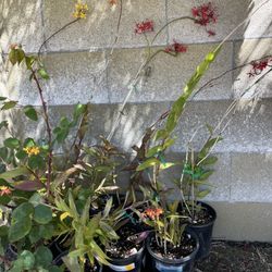 Epidendrum Orchid Red, Yellow & Orange