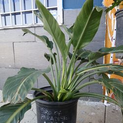 Bird Of Paradise Plant / Planter 