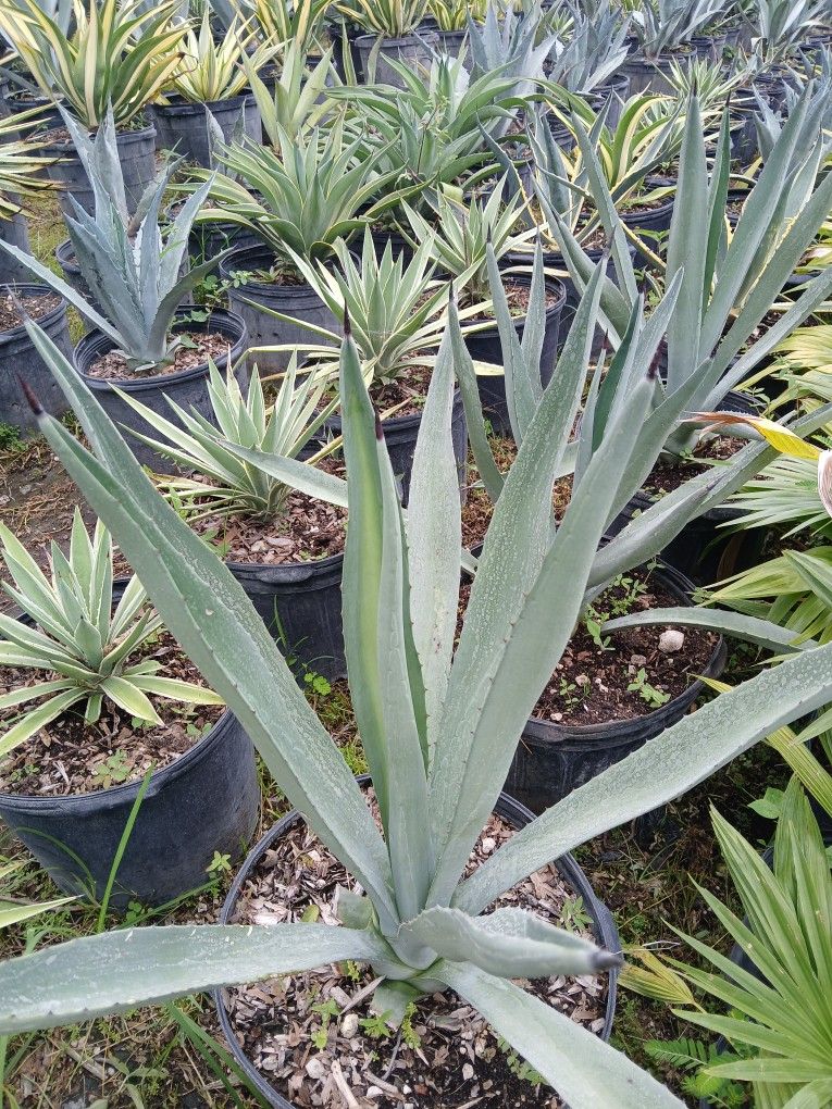 Agaves On Big Sale Now $35