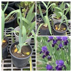 $10 Each Purple Flower Iris Live Plant in 1 Gallon Pot 