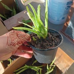 Small Plants