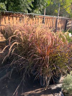 Purple fountain grass 5 gal