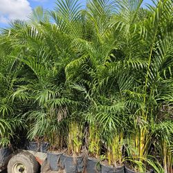 arecas and podocarpus About  7 feet tall over the pot Instant privacy Hedge for fence green full 