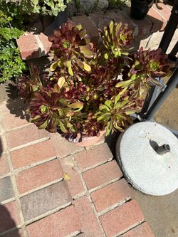 XLarge Black Rose Succulent Bush