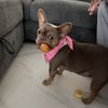 Gloria