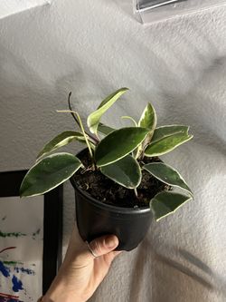 Hoya Crimson Queen