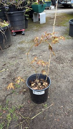 Green Japanese maple