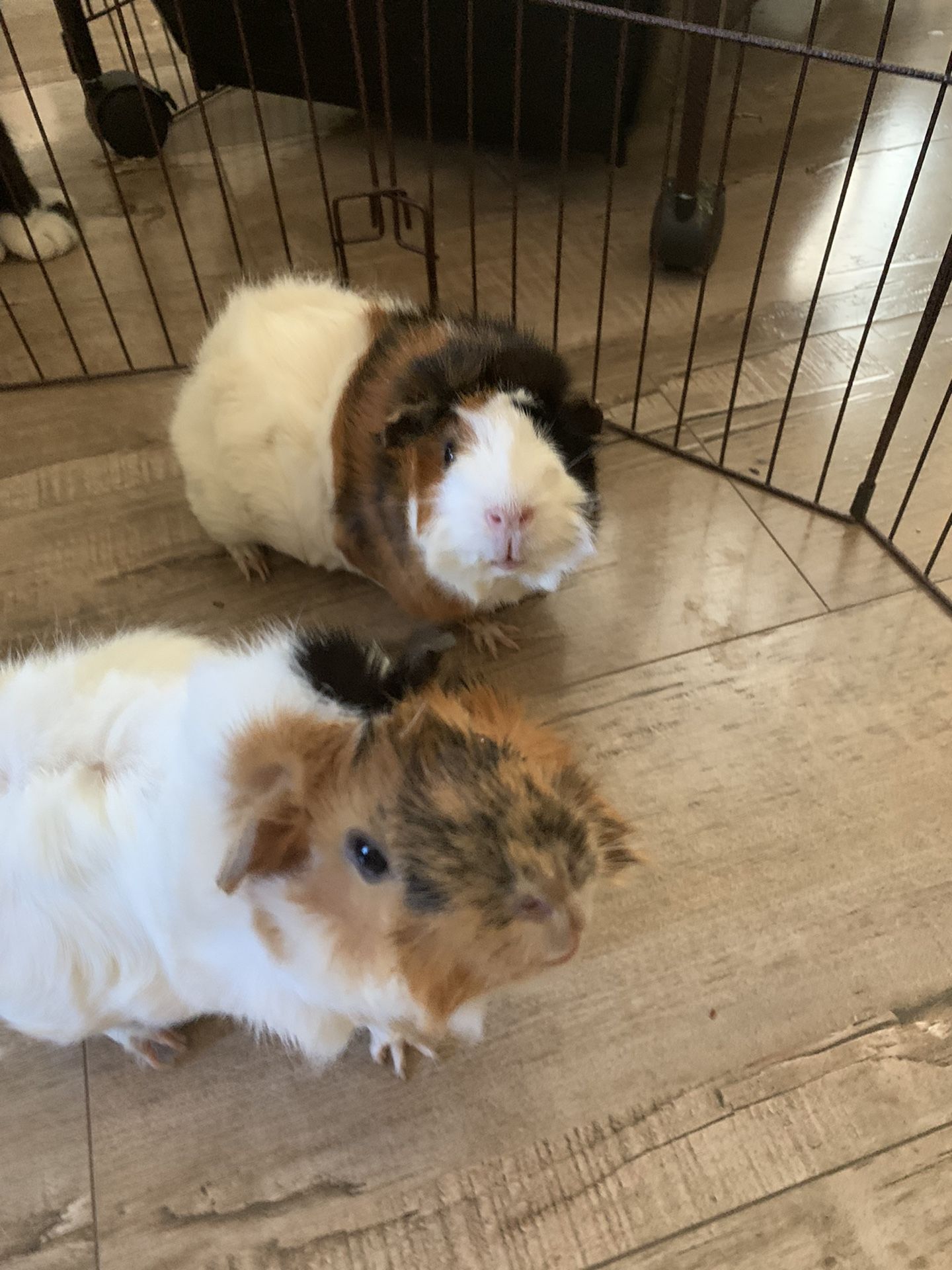 Guinea Pigs