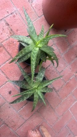 Aloe plants $5 each in 1g containers
