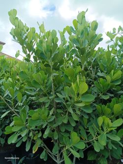 Clusia privacy hedge plants 25gl $95🏡🏡