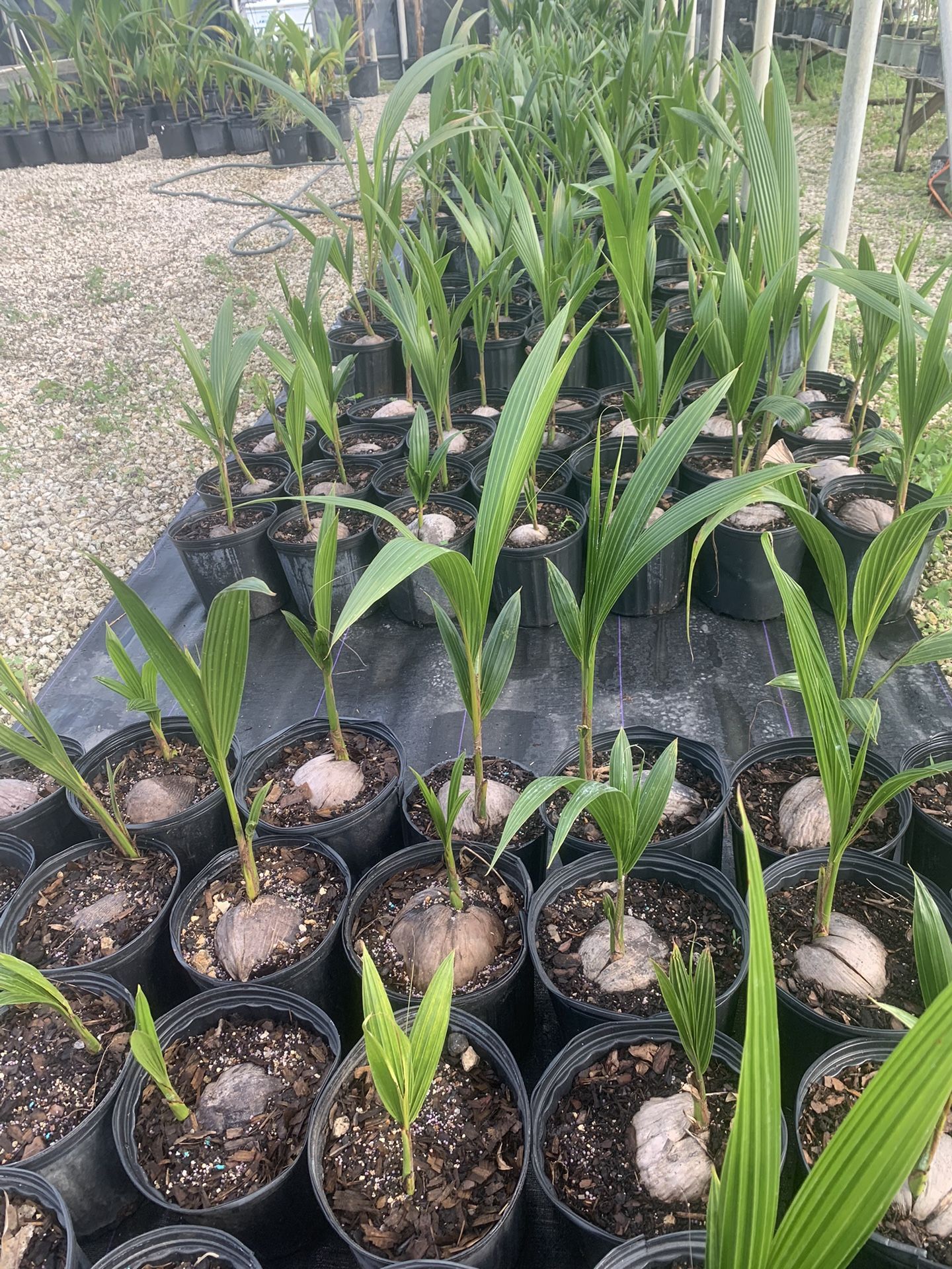 Green Dwarf Malayan Coconut Tree