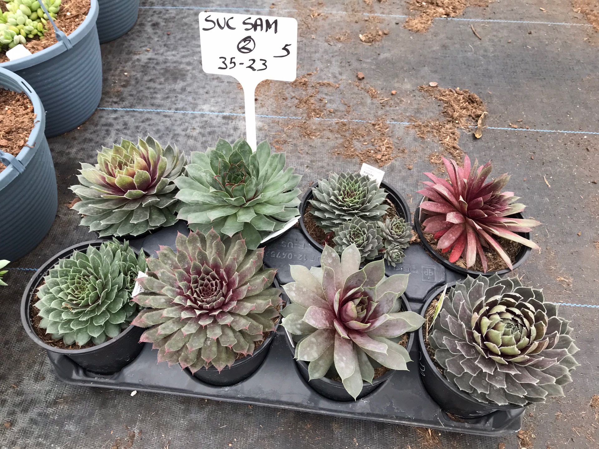 Succulent Variety 