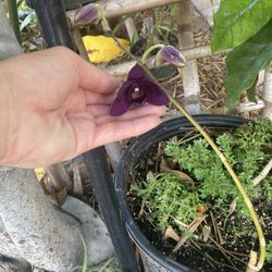 Airy Blue Dark Purple Dendrobium