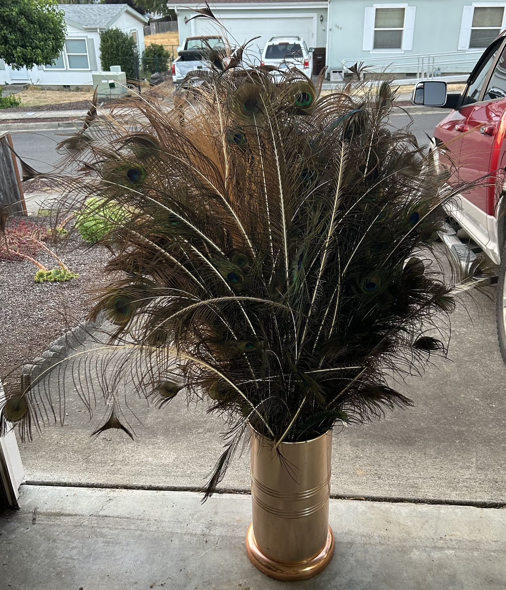 Peacock Feathers