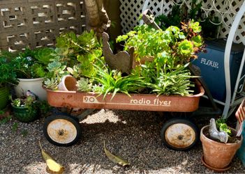 Vintage Radio Flyer with Healthy Variety Pf Plants!