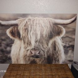 Highland Cow Pic $35 (Not Small)