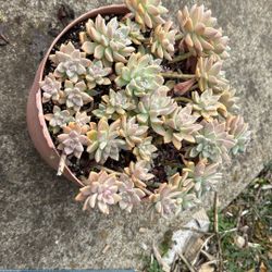 Succulent Plants 