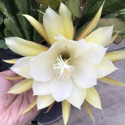 Beautiful Orchid Cactus Epiphyllum Plant CUTTING