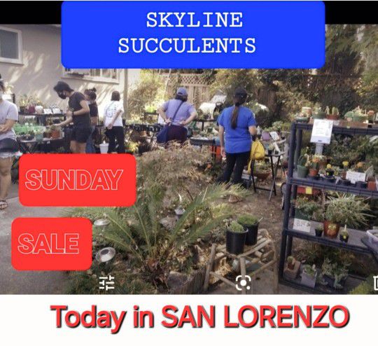 BIG PLANT SALE TODAY IN SAN LORENZO MOTHERS DAY CONTACT ME FOR APPT TIME AND ADDRESS PLEASE STARTS AT 1PM. TODAY AND THIS WEEK